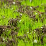 Guide to Top Dressing a Lawn in Calgary