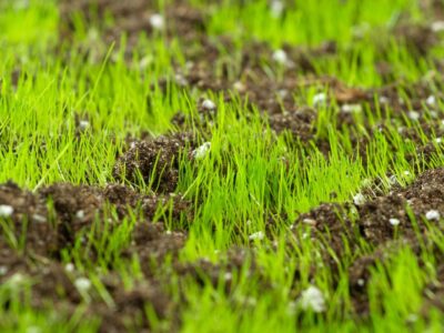 Guide to Top Dressing a Lawn in Calgary