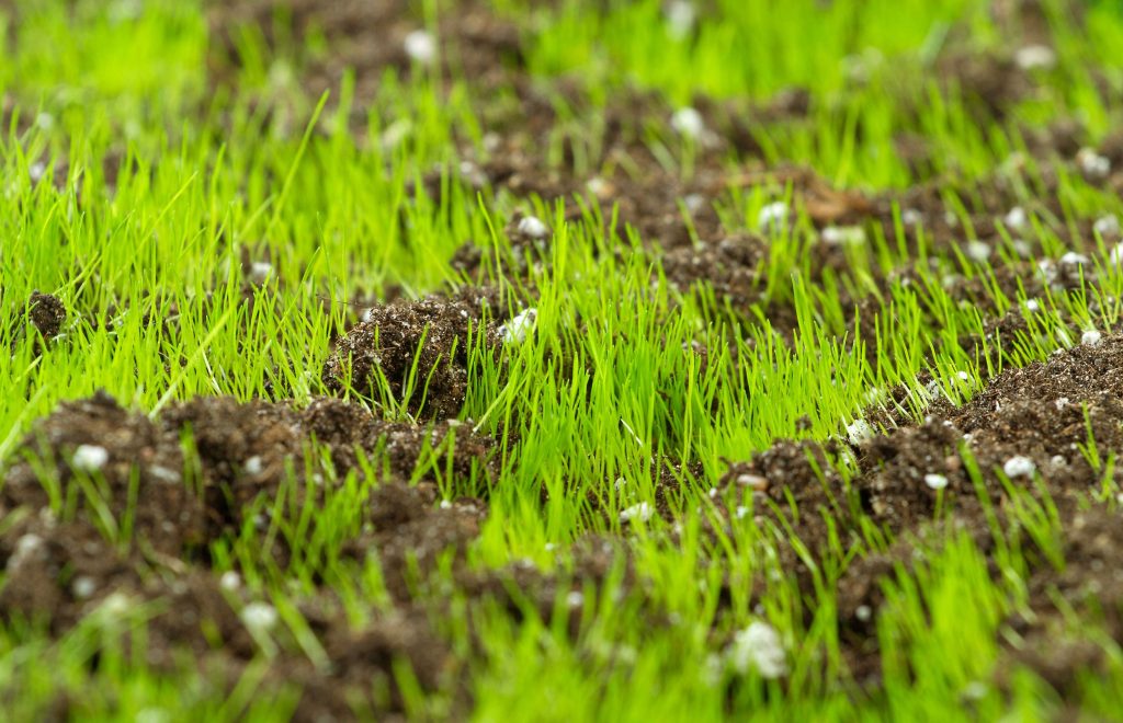 Guide to Top Dressing a Lawn in Calgary
