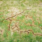Repairing Vole Damage in Calgary