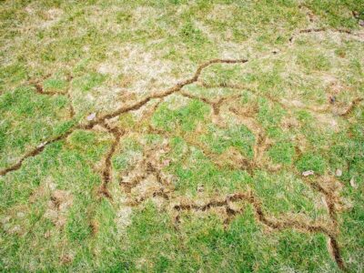 Repairing Vole Damage in Calgary