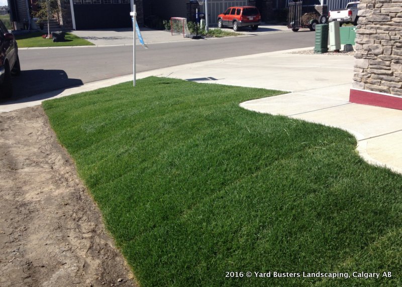 Calgary Sod Installation 4 by Yard Busters Landscaping