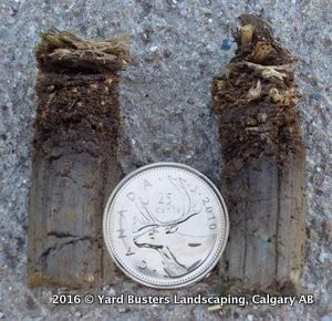Core Aeration Improves Roots of Lawn Yard Busters Calgary